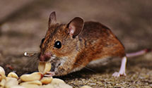 24 Hour & Emergency Exterminators in Dover AFB, DE